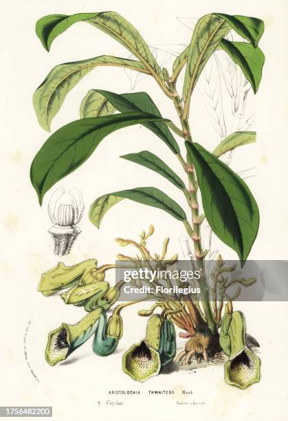 Dutchman's pipe, Aristolochia thwaitesii. Vulnerable. Handcoloured lithograph from Louis van Houtte and Charles Lemaire's Flowers of the Gardens and...