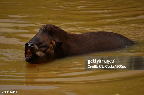 close-up of seal swimming in lake - rita wilden stock-fotos und bilder