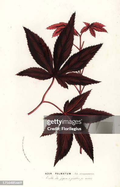 Japanese maple or iroha momiji, Acer palmatum . Handcoloured lithograph from Louis van Houtte and Charles Lemaire's Flowers of the Gardens and...