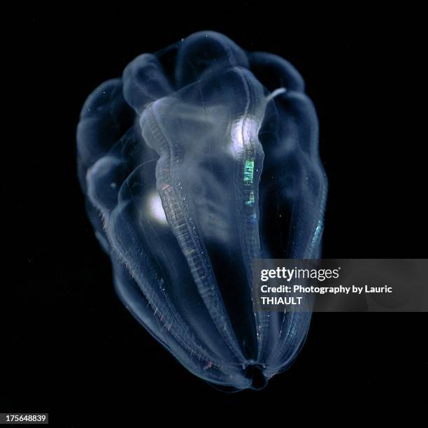 a comb jelly - comb jelly stock pictures, royalty-free photos & images