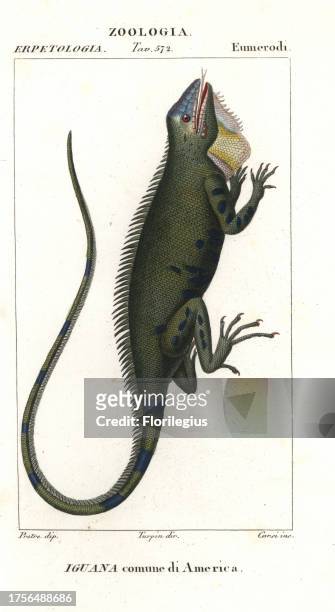 Green iguana or common iguana, Iguana iguana. Handcoloured copperplate stipple engraving from Jussieu's 'Dictionary of Natural Science,' Florence,...