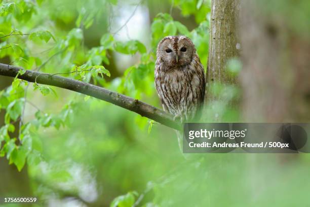 portrait of owl perching on tree - owl photos et images de collection