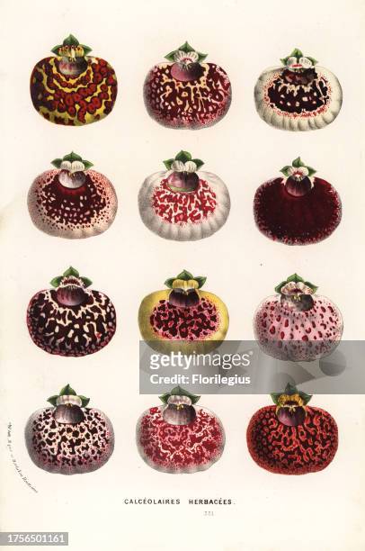 Lady's purse or slipper flower, Calceolaria varieties. Handcoloured lithograph from Louis van Houtte and Charles Lemaire's Flowers of the Gardens and...