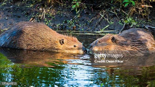 two beavers in a pond - beaver chew stock pictures, royalty-free photos & images