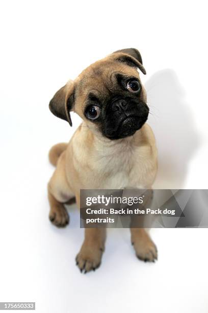 sad eyed pug puppy dog - pug portrait stock pictures, royalty-free photos & images