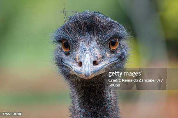close-up portrait of ostrich - émeu photos et images de collection