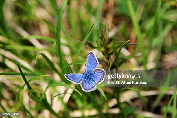 polyommatus icarus - altug karakoc stock pictures, royalty-free photos & images