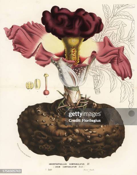 Elephant foot yam or whitespot giant arum, Amorphophallus campanulatus. Handcoloured lithograph from Louis van Houtte and Charles Lemaire's Flowers...