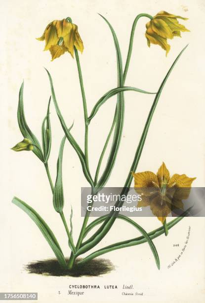 Yellow mariposa lily, Calochortus luteus . Handcoloured lithograph from Louis van Houtte and Charles Lemaire's Flowers of the Gardens and Hothouses...