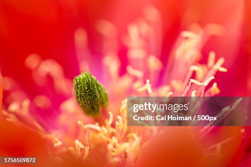 Close-up of red flowering plant,Phoenix,Arizona,United States,USA