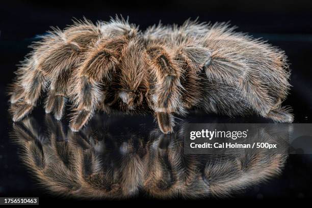 close-up of spider on black background,austin,texas,united states,usa - black hairy spider photos et images de collection