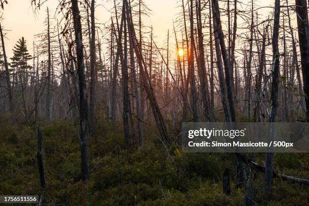 trees in forest against sky during sunset,maine,united states,usa - simon hardenne stock pictures, royalty-free photos & images