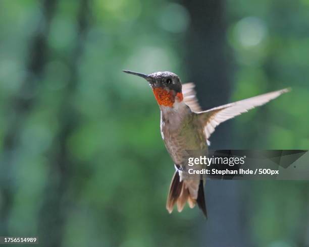 close-up of hummingbird flying outdoors,fairview,north carolina,united states,usa - ruby throated hummingbird stock pictures, royalty-free photos & images