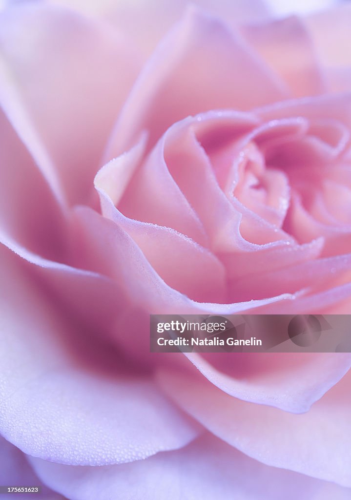 Macro shot of a pink rose