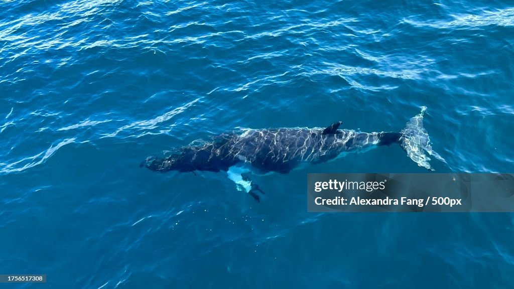 High angle view of dolphin swimming in sea,Snake Island,Victoria,Australia