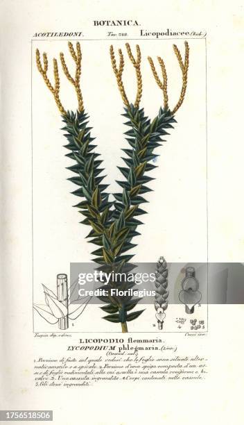 Coarse tassel fern, Huperzia phlegmaria. Handcoloured copperplate stipple engraving from Jussieu's 'Dictionary of Natural Science,' Florence, Italy,...