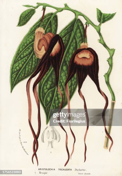 Dutchman's pipe, Aristolochia tricaudata. Critically endangered. Handcoloured lithograph from Louis van Houtte and Charles Lemaire's Flowers of the...