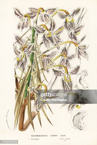 Laelia lyonsii orchid . Handcoloured lithograph from Louis van Houtte and Charles Lemaire's Flowers of the Gardens and Hothouses of Europe, Flore des...