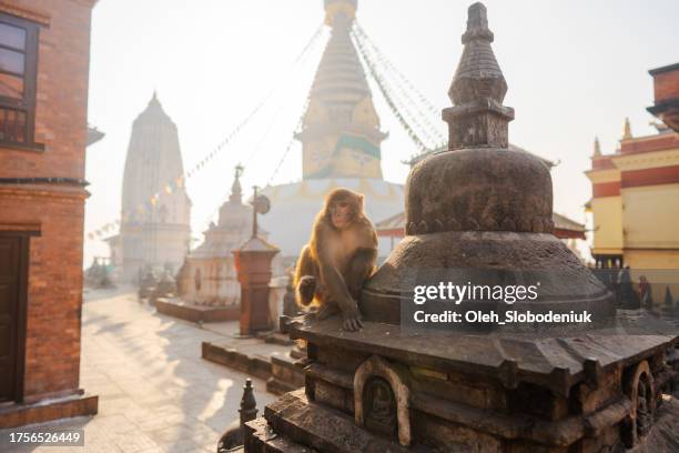 monkey in  temple in kathmandu, nepal - durbar square stock pictures, royalty-free photos & images