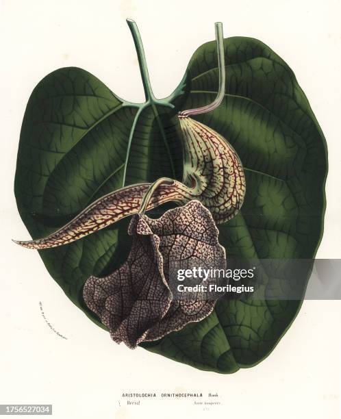 Bird's head birthwort, Aristolochia ornithocephala. Handcoloured lithograph from Louis van Houtte and Charles Lemaire's Flowers of the Gardens and...
