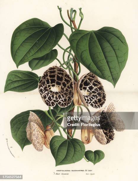 Dutchman's pipe species, Aristolochia ruiziana . Handcoloured lithograph from Louis van Houtte and Charles Lemaire's Flowers of the Gardens and...