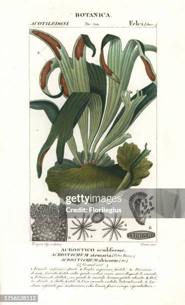 Staghorn fern, Platycerium stemaria. Handcoloured copperplate stipple engraving from Jussieu's 'Dictionary of Natural Science,' Florence, Italy,...