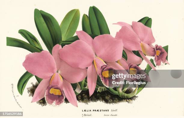 Cattleya praestans orchid . Handcoloured lithograph from Louis van Houtte and Charles Lemaire's Flowers of the Gardens and Hothouses of Europe, Flore...