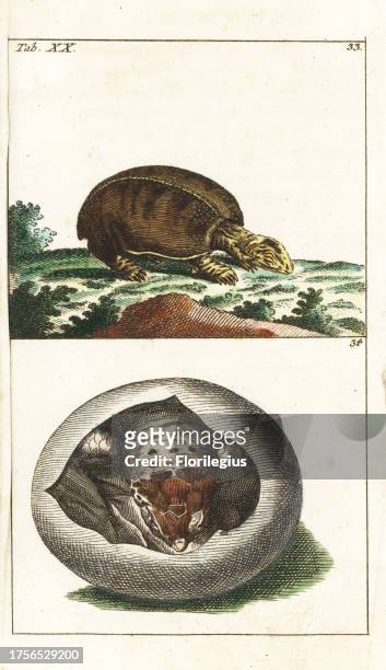 Florida softshell turtle, Apalone ferox 33 and young in egg. Handcolored copperplate engraving from G. T. Wilhelm's 'Encyclopedia of Natural History:...