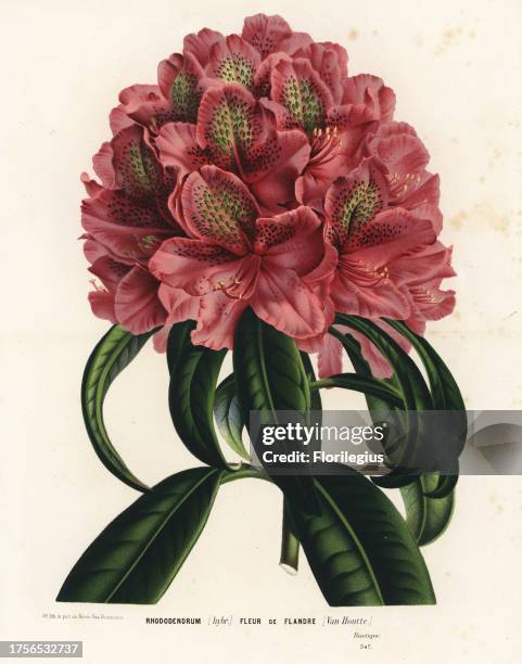 Rhododendrum hybrid, Fleur de Flandre, Rhododendron ponticum. Handcoloured lithograph from Louis van Houtte and Charles Lemaire's Flowers of the...