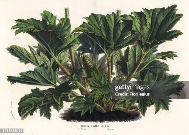 Gunnera Roots Chilean Gunnera Photos and Premium High Res Pictures - Getty Images