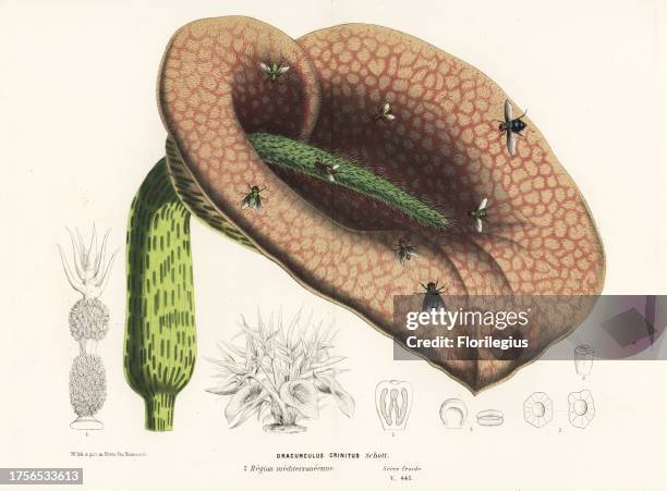 Dead horse arum lily, Helicodiceros muscivorus with blow flies. Handcoloured lithograph from Louis van Houtte and Charles Lemaire's Flowers of the...