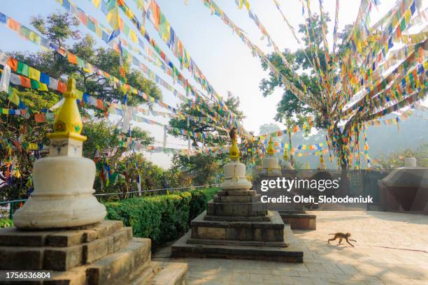 monkey in temple in kathmandu, nepal - kathmandu stockfoto's en -beelden