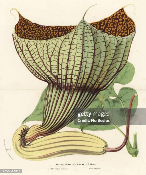 Pararistolochia goldieana . Handcoloured lithograph from Louis van Houtte and Charles Lemaire's Flowers of the Gardens and Hothouses of Europe, Flore...