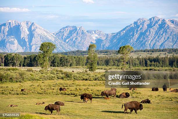 bison range & tetons - elk mountain wyoming fotografías e imágenes de stock