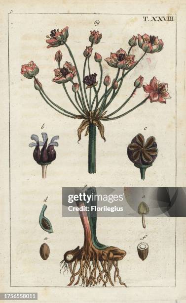 Flowering rush, Butomus umbellatus, with flowers and edible root tuber. Handcolored copperplate engraving of a botanical illustration from G. T....