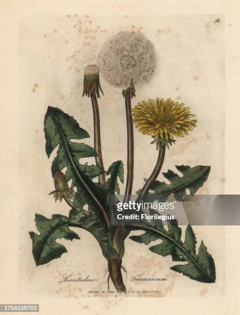 Yellow flowered common dandelion, Leontodon taraxacum. Handcolored copperplate engraving from a botanical illustration by James Sowerby from William...