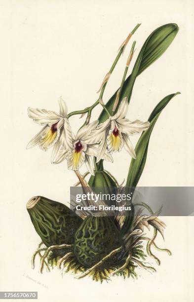 Laelia rubescens orchid. Native to Mexico and Central America. Handcoloured lithograph from Louis van Houtte and Charles Lemaire's Flowers of the...
