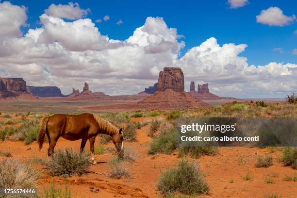 one horse rests in the beautiful monument valley during asummer day, arizona, united states of america - monument valley tribal park stock pictures, royalty-free photos & images