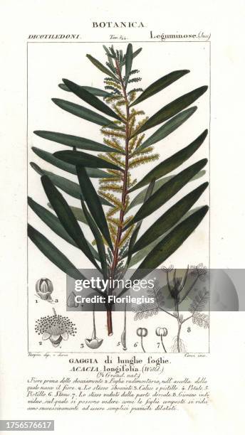 Long-leaved wattle, Acacia longifolia, native to Australia. Handcoloured copperplate stipple engraving from Jussieu's 'Dictionary of Natural...