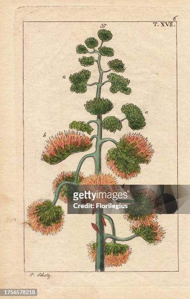 Century plant, maguey, or American aloe, Agave americana. Handcolored copperplate engraving of a botanical illustration from G. T. Wilhelm's...