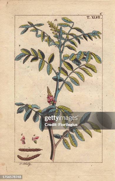 True indigo, Indigofera tinctoria. Handcolored copperplate engraving of a botanical illustration from G. T. Wilhelm's 'Unterhaltungen aus der...