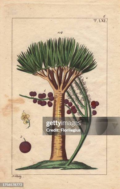 Dracaena draco, the Canary Islands Dragon Tree or Drago. Handcolored copperplate engraving of a botanical illustration from G. T. Wilhelm's...