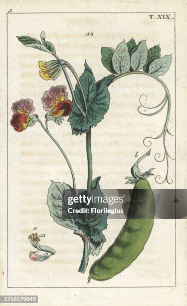 Common pea, Pisum sativum, Pois ordinaire, 53. Handcolored copperplate engraving of a botanical illustration from G. T. Wilhelm's 'Unterhaltungen aus...