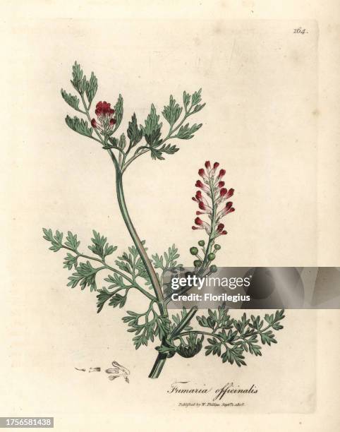 Crimson flowered fumitory, Fumaria officinalis. Handcolored copperplate engraving from a botanical illustration by James Sowerby from William...