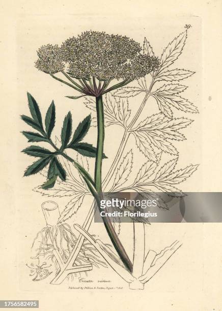White flowered water hemlock, Cicuta virosa. Handcolored copperplate engraving from a botanical illustration by James Sowerby from William Woodville...