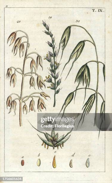 Oats, Avena sativa 28, single grain 29, stalk 30 and wild oats, Avena fatua 31. Handcolored copperplate engraving of a botanical illustration from G....