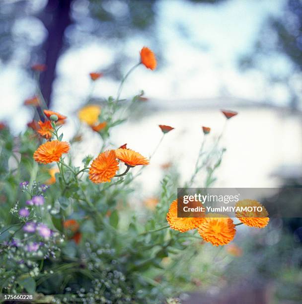 flowers - corn marigold stock pictures, royalty-free photos & images