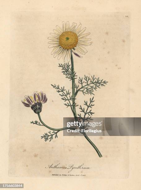 White and yellow Spanish camomile or pellitory of Spain, Anthemis pyrethrum. Handcolored copperplate engraving from a botanical illustration by James...