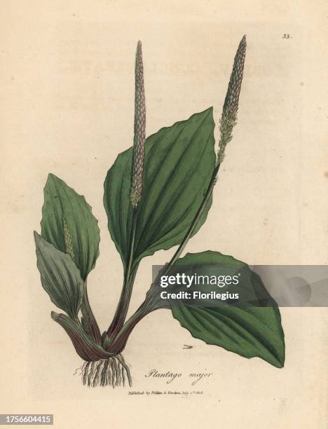 Leaves and flowers of common great plantane or waybread, Plantago major. Handcolored copperplate engraving from a botanical illustration by James...