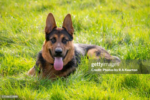 beautiful young german shepherd lying in long grass - german shepherd stock pictures, royalty-free photos & images